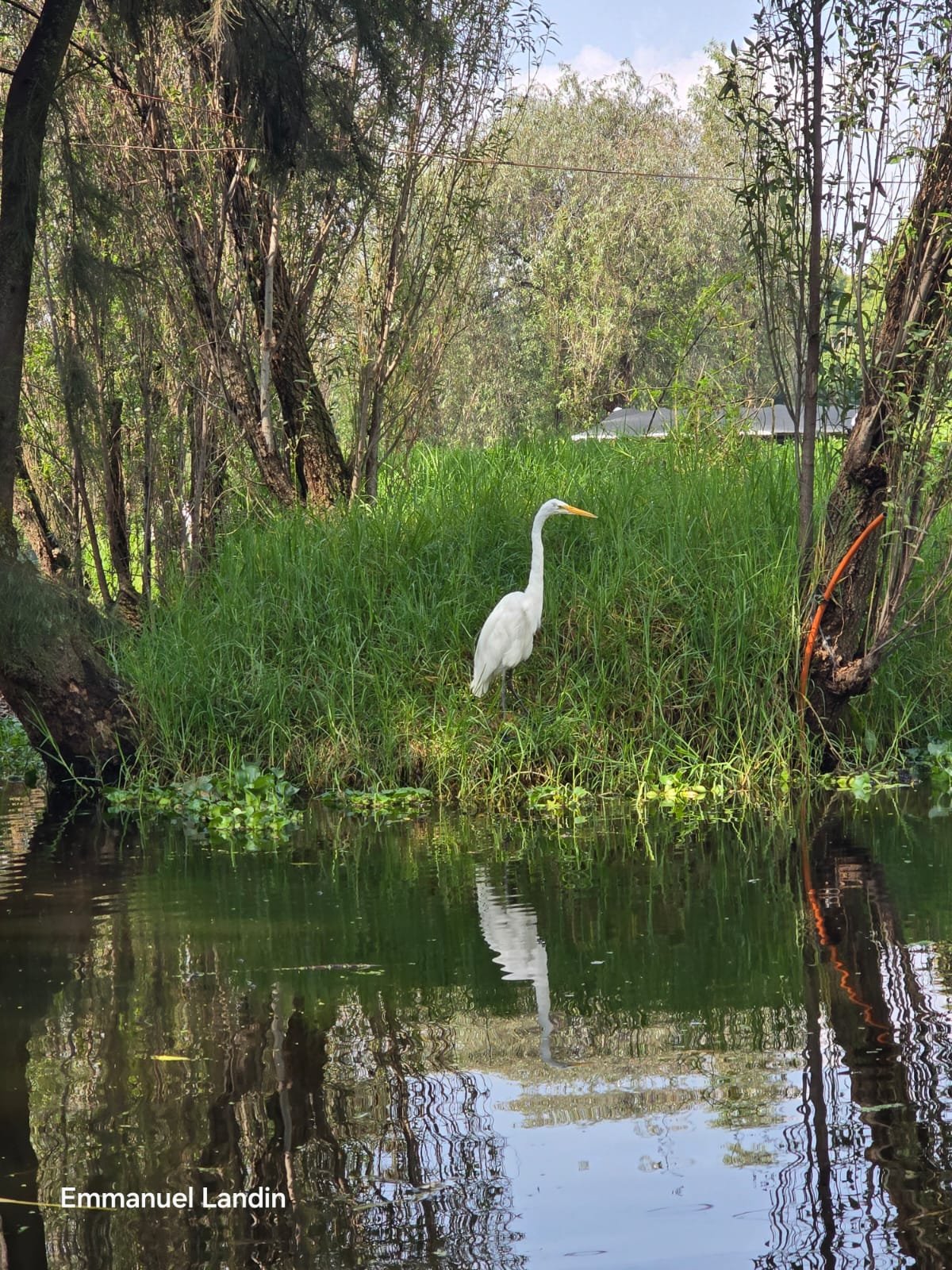 Aves Xochimilco