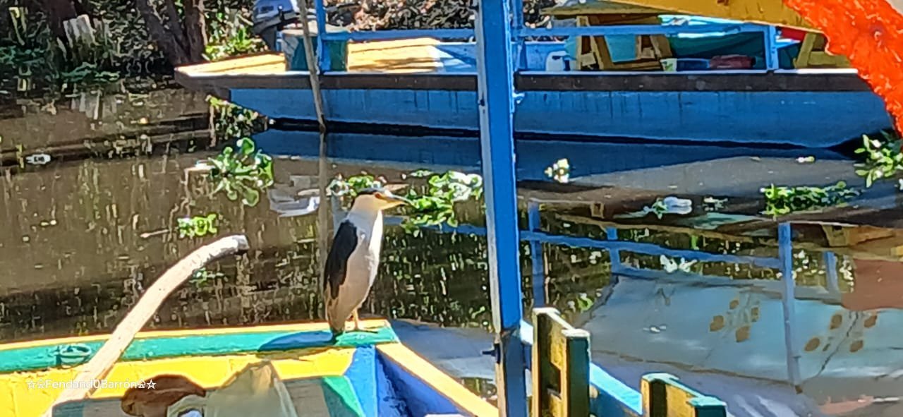 Aves Xochimilco