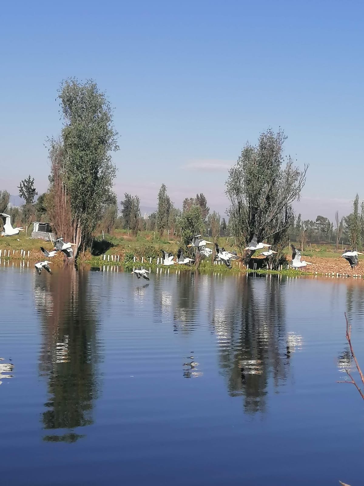 Aves Xochimilco