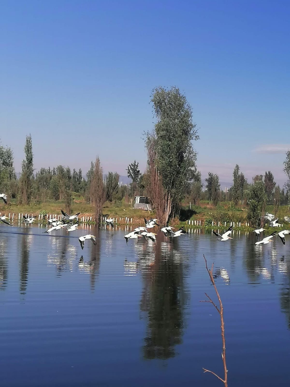Aves Xochimilco