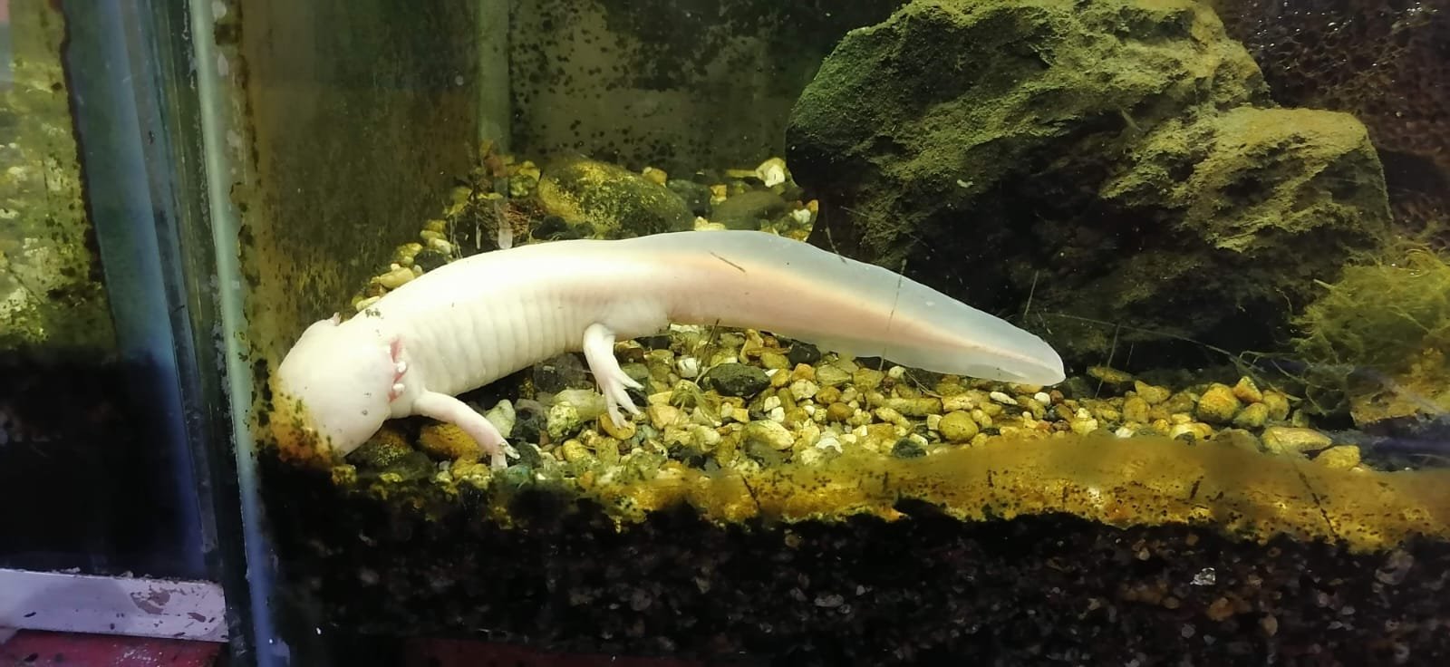 Trajineras Xochimilco