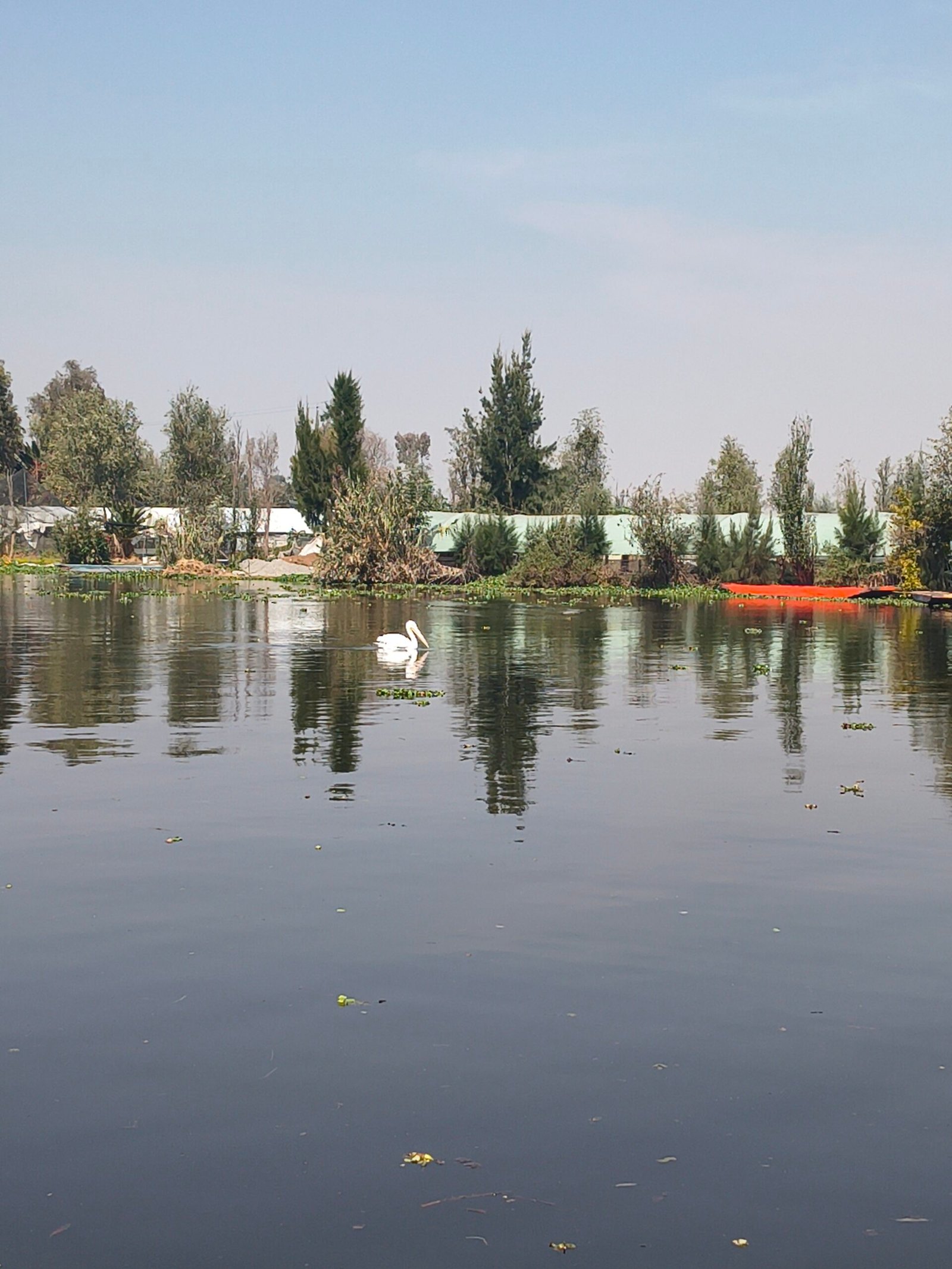 Naturaleza Canales Xochimilco