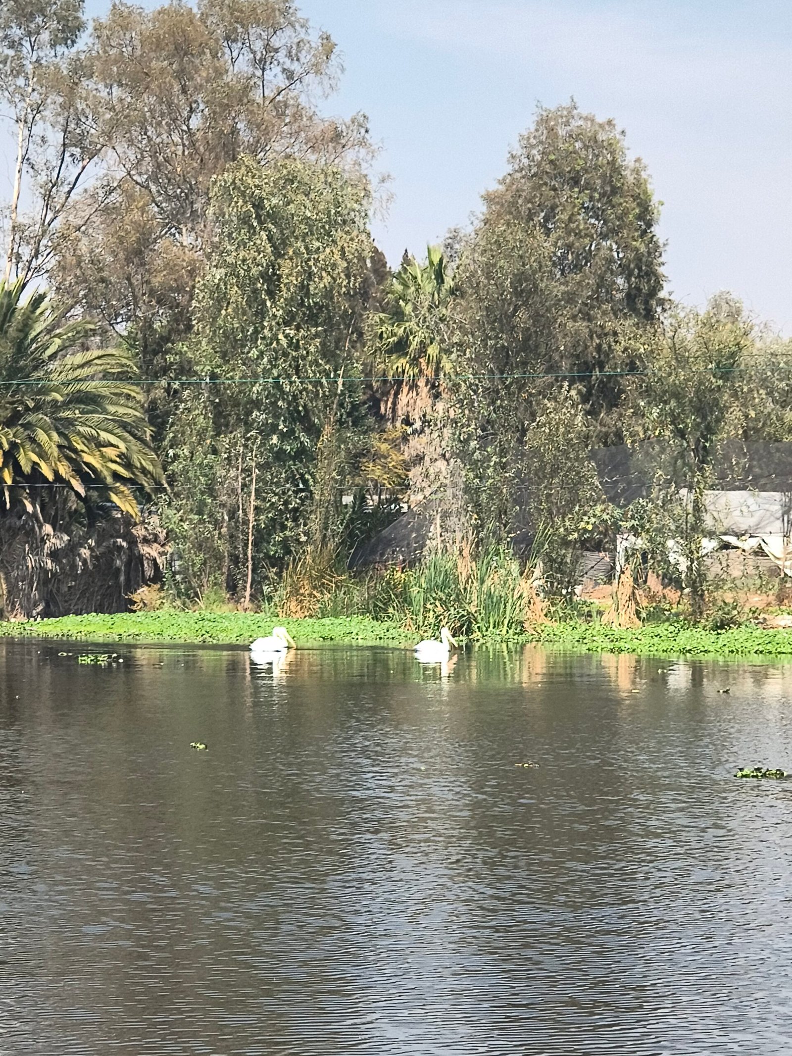 Naturaleza Canales Xochimilco