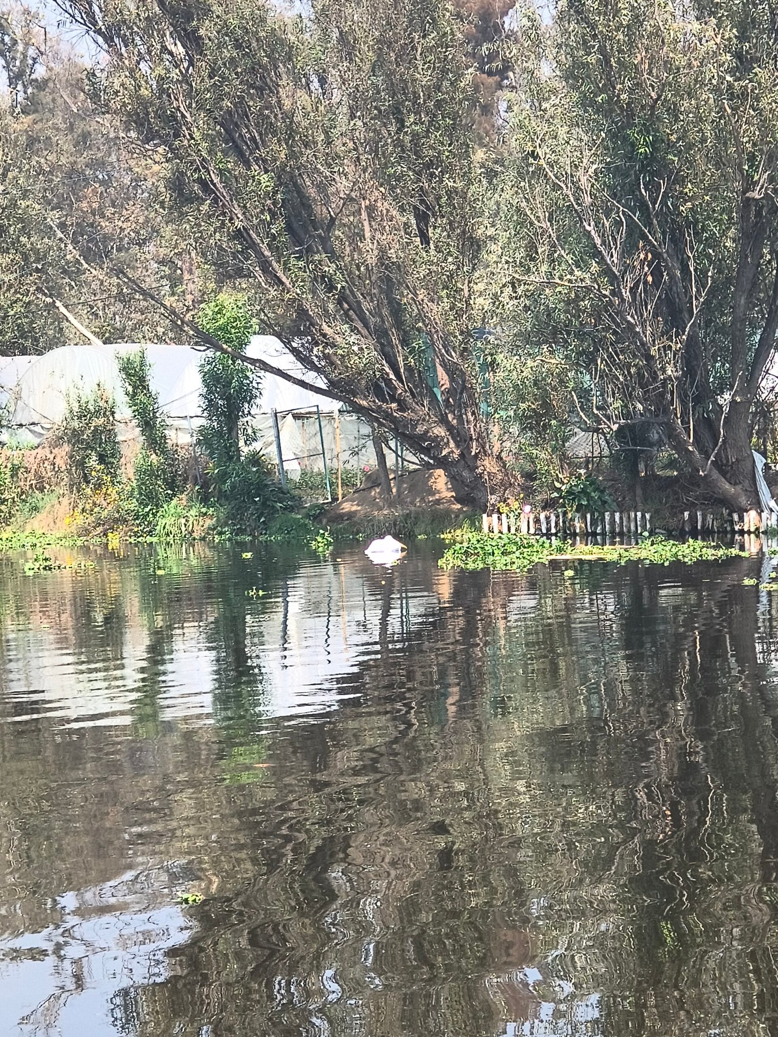 Naturaleza Canales Xochimilco