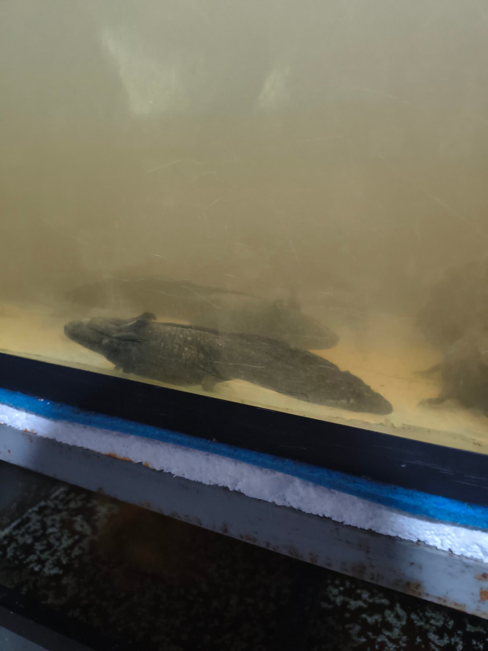 Trajineras Xochimilco