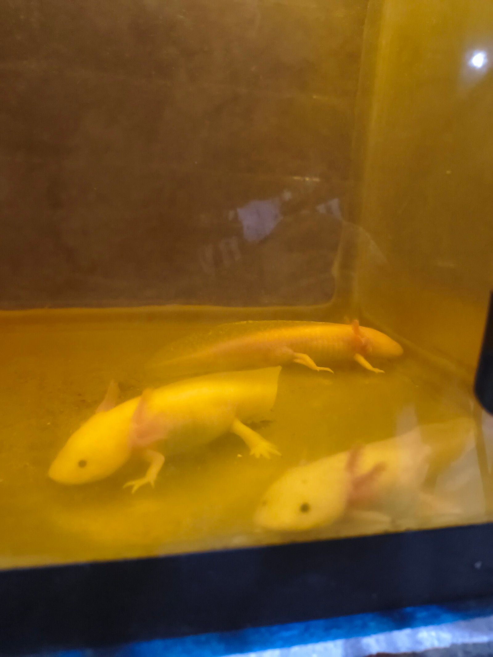 Trajineras Xochimilco