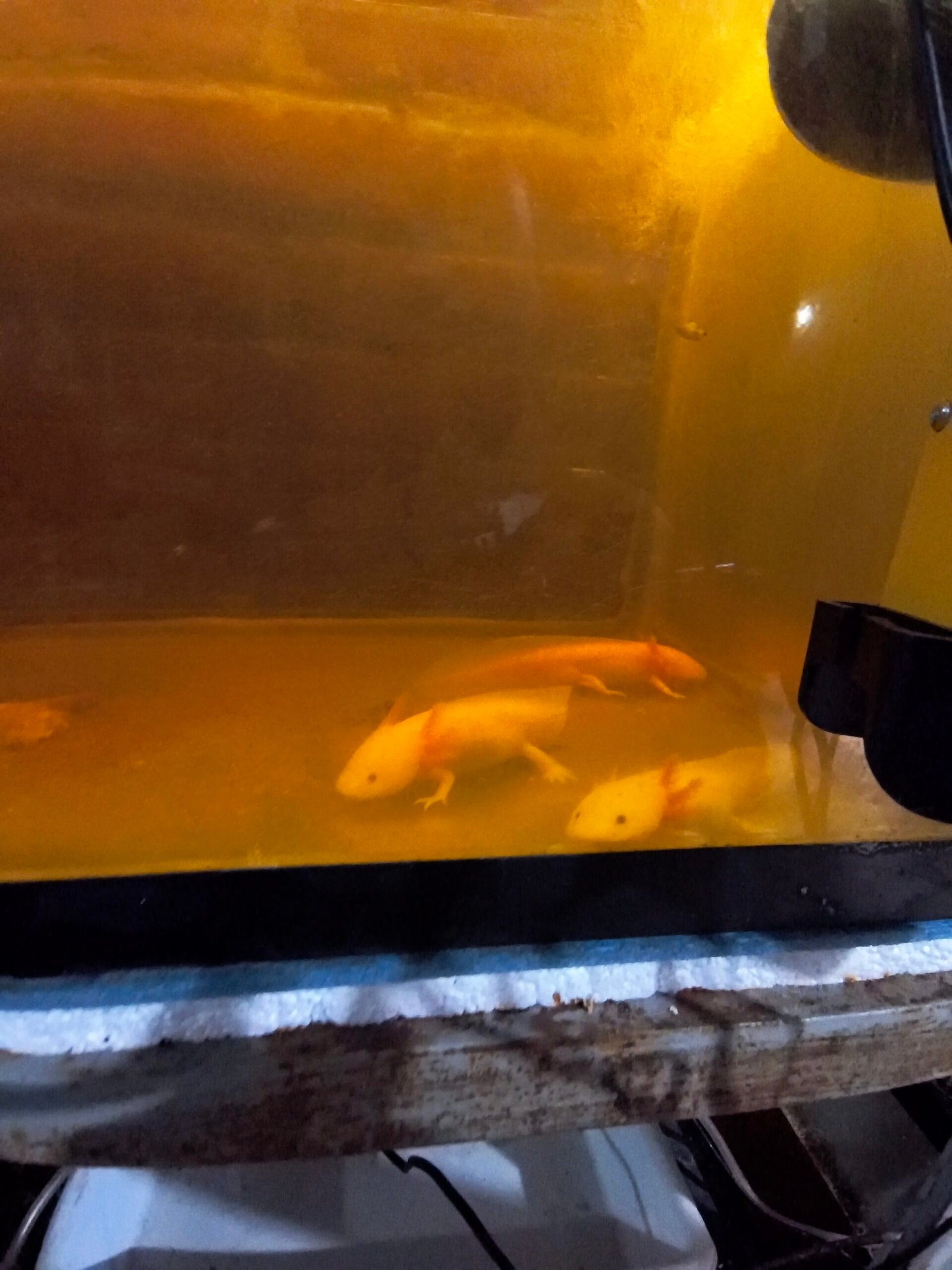 Trajineras Xochimilco