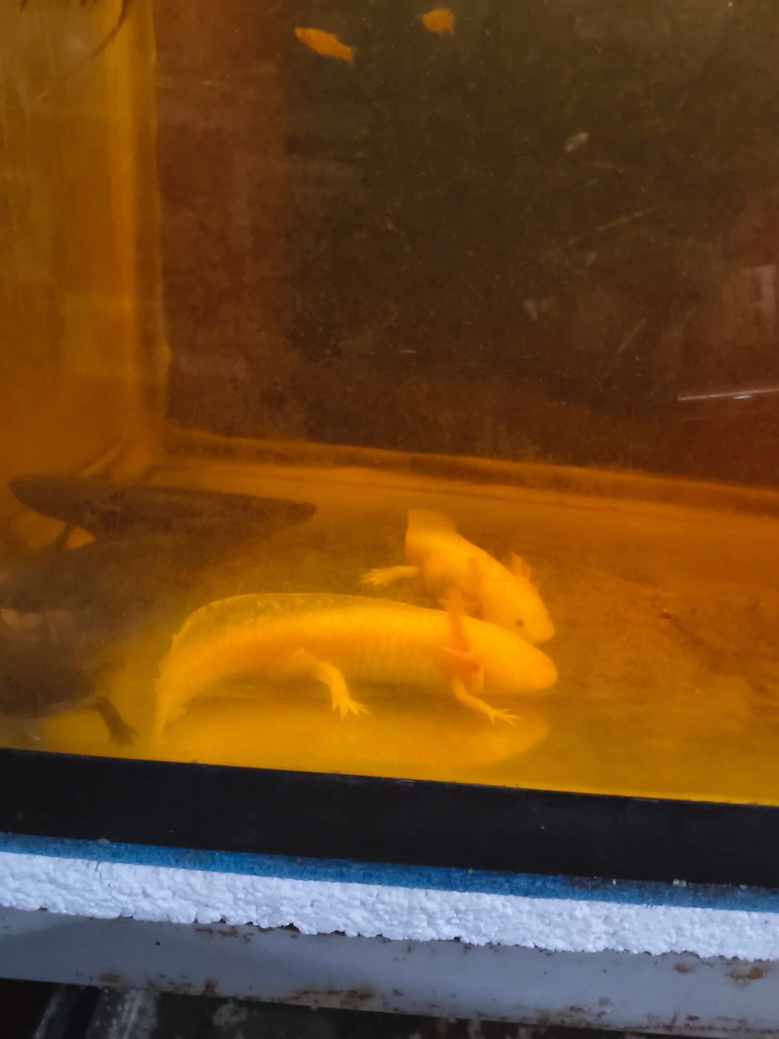 Trajineras Xochimilco