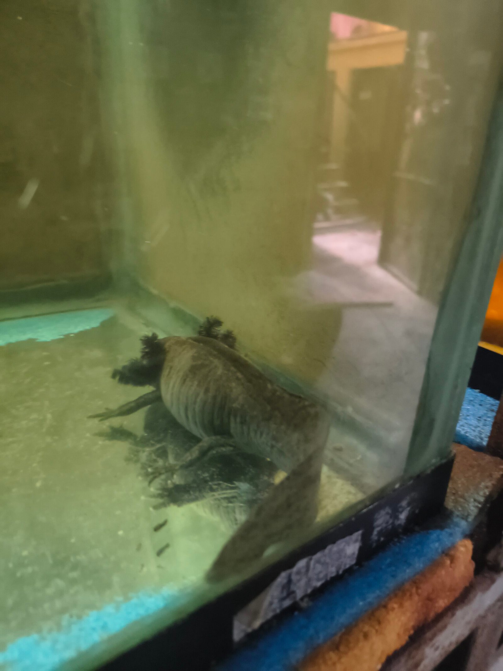 Trajineras Xochimilco