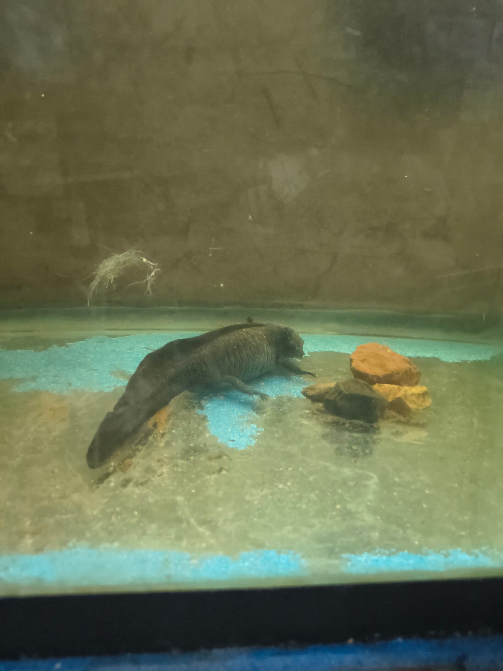 Trajineras Xochimilco