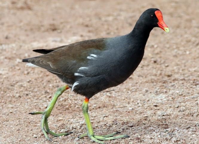 Gallareta Xochimilco