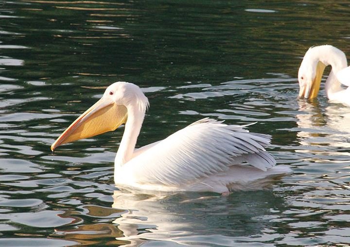 Pelícano Xochimilco